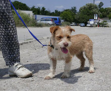 ALWINA, Hund, Mischlingshund in Bulgarien - Bild 2
