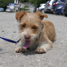 ALWINA, Hund, Mischlingshund in Bulgarien - Bild 3