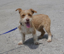 ALWINA, Hund, Mischlingshund in Bulgarien - Bild 4
