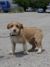 ALWINA, Hund, Mischlingshund in Bulgarien - Bild 5