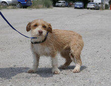 ALWINA, Hund, Mischlingshund in Bulgarien - Bild 6