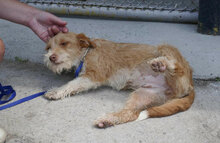 ALWINA, Hund, Mischlingshund in Bulgarien - Bild 8