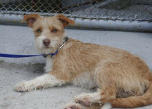 ALWINA, Hund, Mischlingshund in Bulgarien - Bild 9
