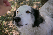 CHIPNR2233069, Hund, Herdenschutzhündin Mischling in Kroatien - Bild 1