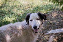 CHIPNR2233069, Hund, Herdenschutzhündin Mischling in Kroatien - Bild 2
