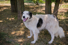CHIPNR2233069, Hund, Herdenschutzhündin Mischling in Kroatien - Bild 3