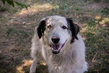 CHIPNR2233069, Hund, Herdenschutzhündin Mischling in Kroatien - Bild 4