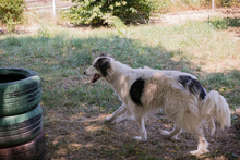 CHIPNR2233069, Hund, Herdenschutzhündin Mischling in Kroatien - Bild 5