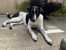 NEBULA, Hund, Mischlingshund in Rumänien