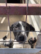 NEBULA, Hund, Mischlingshund in Rumänien - Bild 10