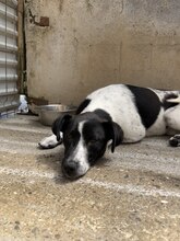 NEBULA, Hund, Mischlingshund in Rumänien - Bild 11