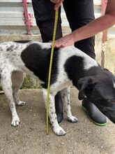 NEBULA, Hund, Mischlingshund in Rumänien - Bild 13
