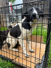 NEBULA, Hund, Mischlingshund in Rumänien - Bild 15