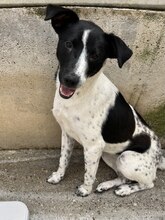 NEBULA, Hund, Mischlingshund in Rumänien - Bild 2