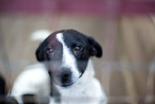 NEBULA, Hund, Mischlingshund in Rumänien - Bild 3