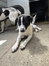 NEBULA, Hund, Mischlingshund in Rumänien - Bild 5