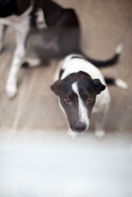 NEBULA, Hund, Mischlingshund in Rumänien - Bild 6