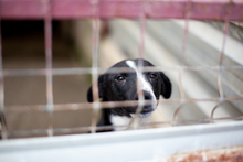 NEBULA, Hund, Mischlingshund in Rumänien - Bild 7