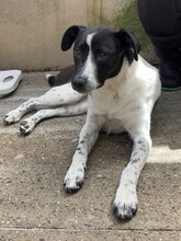 NEBULA, Hund, Mischlingshund in Rumänien - Bild 8