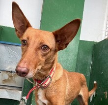 CRETA, Hund, Podenca-Mix in Spanien - Bild 1