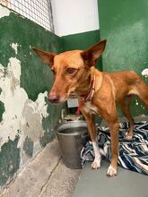 CRETA, Hund, Podenca-Mix in Spanien - Bild 2