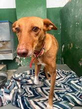 CRETA, Hund, Podenca-Mix in Spanien - Bild 3