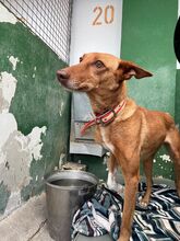 CRETA, Hund, Podenca-Mix in Spanien - Bild 4