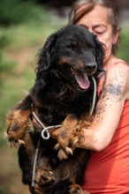 ZEYKO, Hund, Mischlingshund in Ungarn