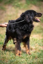 ZEYKO, Hund, Mischlingshund in Ungarn - Bild 10