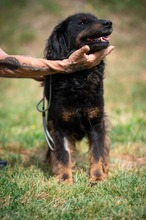 ZEYKO, Hund, Mischlingshund in Ungarn - Bild 11