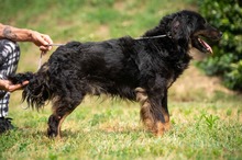 ZEYKO, Hund, Mischlingshund in Ungarn - Bild 12