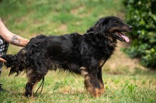 ZEYKO, Hund, Mischlingshund in Ungarn - Bild 13