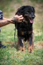 ZEYKO, Hund, Mischlingshund in Ungarn - Bild 2