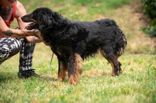 ZEYKO, Hund, Mischlingshund in Ungarn - Bild 3