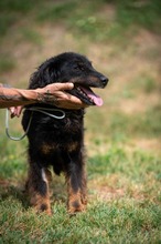 ZEYKO, Hund, Mischlingshund in Ungarn - Bild 4