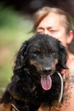 ZEYKO, Hund, Mischlingshund in Ungarn - Bild 5