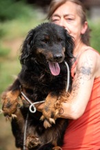 ZEYKO, Hund, Mischlingshund in Ungarn - Bild 6