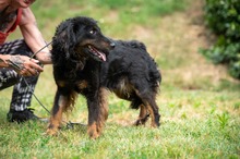 ZEYKO, Hund, Mischlingshund in Ungarn - Bild 7
