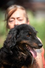 ZEYKO, Hund, Mischlingshund in Ungarn - Bild 8