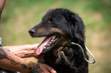 ZEYKO, Hund, Mischlingshund in Ungarn - Bild 9