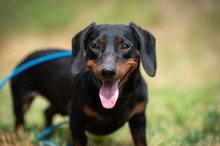 WILKO, Hund, Dackel in Ungarn