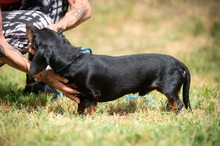 WILKO, Hund, Dackel in Ungarn - Bild 10