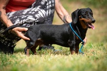 WILKO, Hund, Dackel in Ungarn - Bild 11