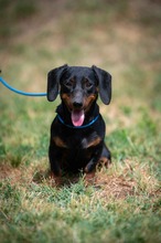 WILKO, Hund, Dackel in Ungarn - Bild 12