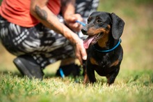 WILKO, Hund, Dackel in Ungarn - Bild 13