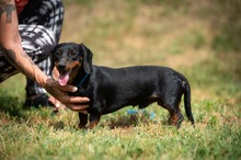WILKO, Hund, Dackel in Ungarn - Bild 14
