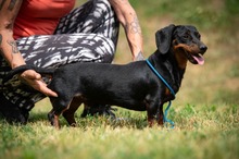 WILKO, Hund, Dackel in Ungarn - Bild 15