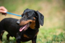 WILKO, Hund, Dackel in Ungarn - Bild 16