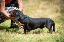 WILKO, Hund, Dackel in Ungarn - Bild 17