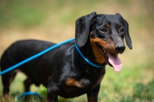WILKO, Hund, Dackel in Ungarn - Bild 18